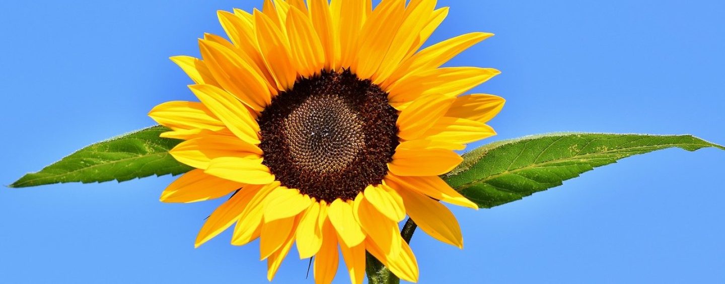Sonnenblumenwettbewerb in Dölau