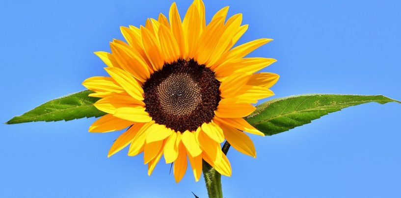 Sonnenblumenwettbewerb in Dölau