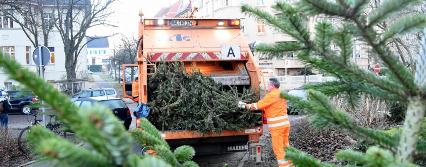 Weihnachtsbaumentsorgung 2022 in Halle