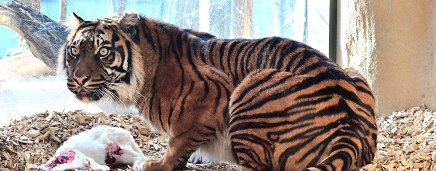 Projectum übernimmt Zoopatenschaft – Sumatra-Tigerin Lara erhält neue Paten