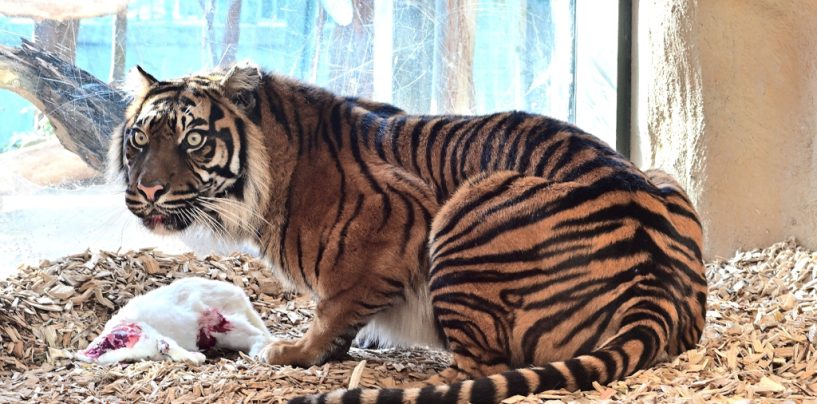 Projectum übernimmt Zoopatenschaft – Sumatra-Tigerin Lara erhält neue Paten