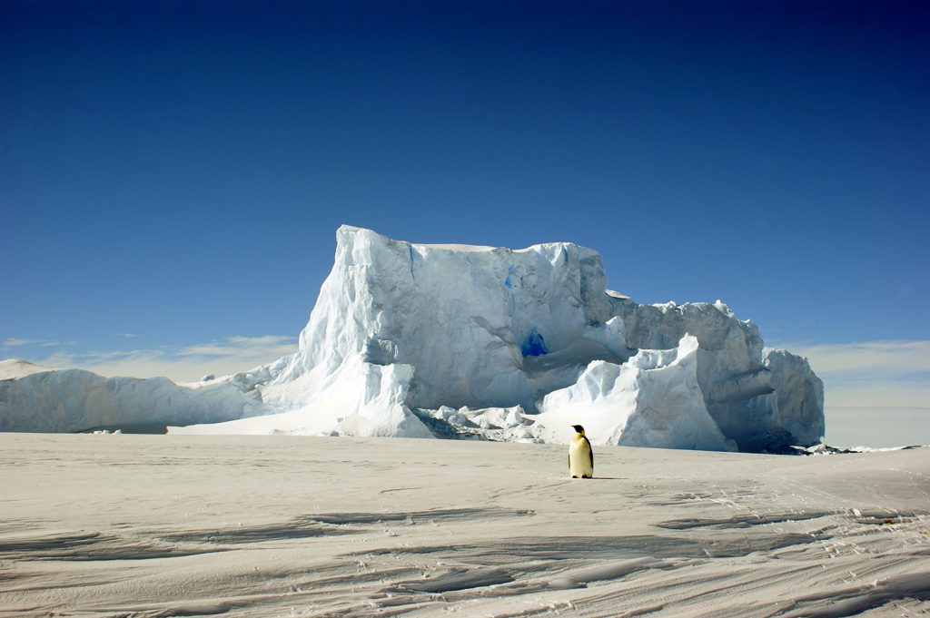 Abbildung 7: Er kennt den Weg  Kaiser-Pinguin in der Atka-Bucht  (Quelle Christian Paulmann, DWD)
