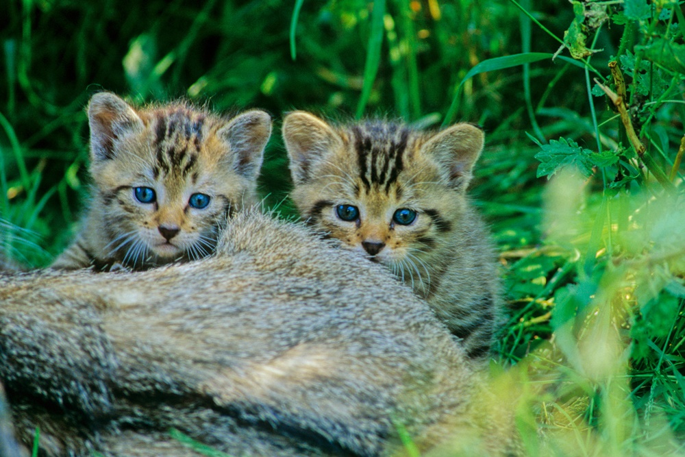 Junge Wildkatzen - Foto Thomas Stephan- BUND