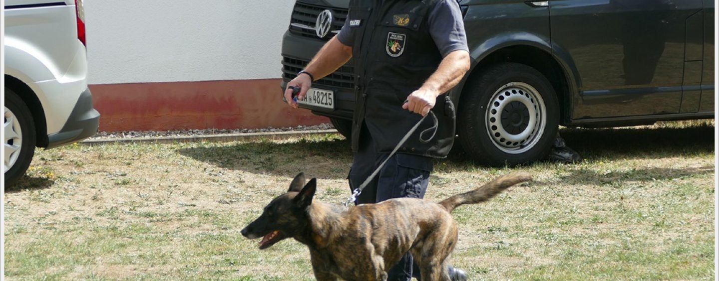 Wie wird aus einem Welpen ein Diensthund der Polizei?