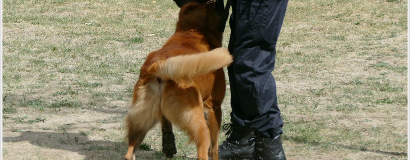 Hundeführerschein: Eine tierische Prüfung