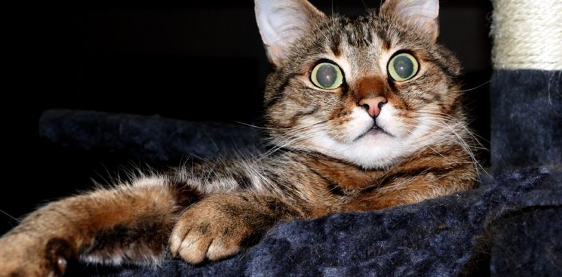 Kein Tag für Katzenjammer – Weltkatzentag