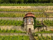 Weinprojekt aus Sachsen-Anhalt erhält EU-Klimapreis