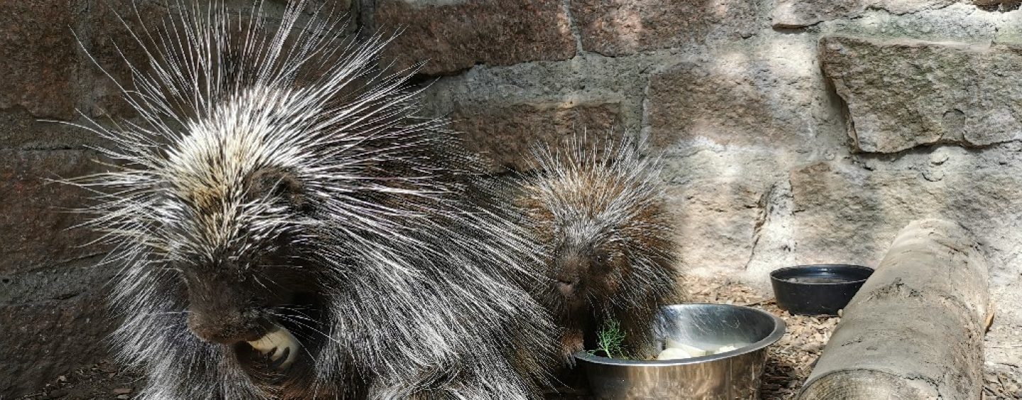 Neuankömmling im Tierpark Petersberg  – Nordamerikanisches Baumstachler Weibchen