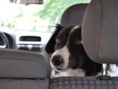 Auto – Hitzefalle für den Hund