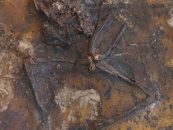 Beim Sex gestorben: Rätsel zu Froschfossilien der Geiseltalsammlung geklärt