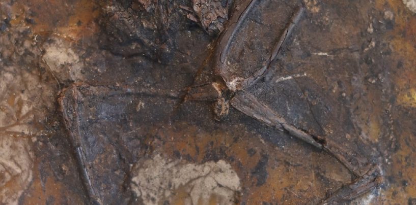 Beim Sex gestorben: Rätsel zu Froschfossilien der Geiseltalsammlung geklärt