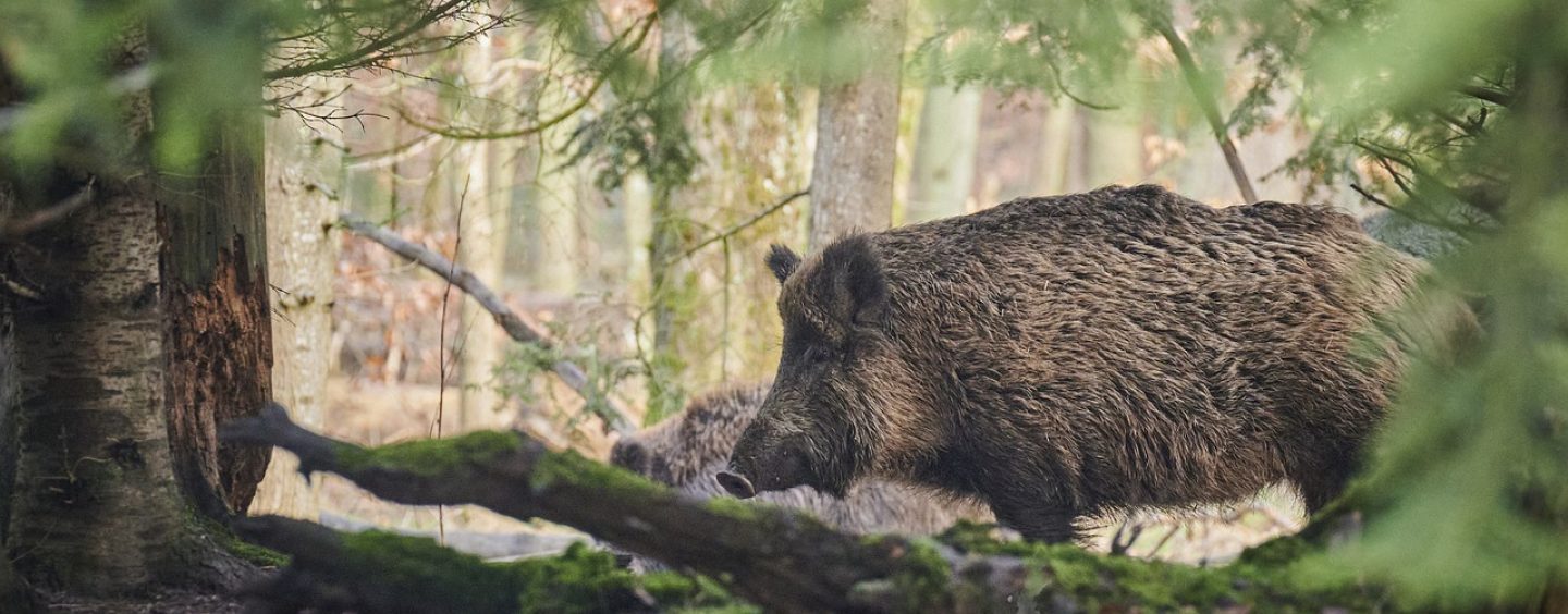 Burgenlandkreis übt Ernstfall der Afrikanischen Schweinepest