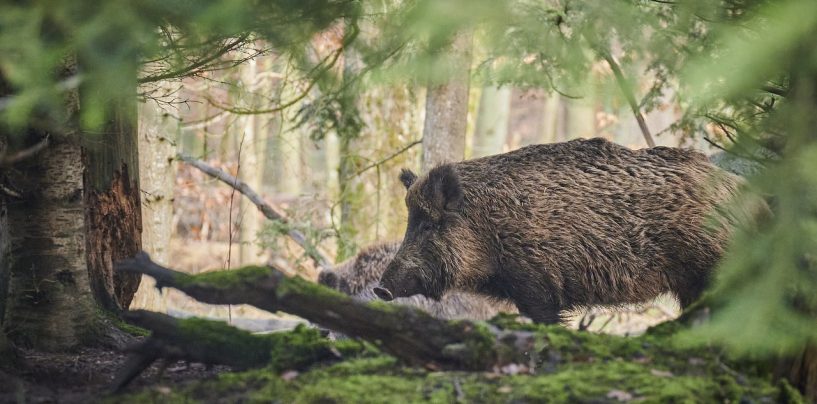 Burgenlandkreis übt Ernstfall der Afrikanischen Schweinepest