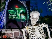 Kürbisse, Skelette, Hexen: Das große Gruseln im Zoo