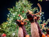 Stadt Halle zieht positives Fazit zum diesjährigen Weihnachtsmarkt