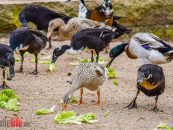 Geflügelpest im Zoo Halle nachgewiesen – Bergzoo weiter geöffnet