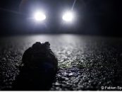 Achtung Krötenwanderung – Landesamt für Umweltschutz bittet um Meldung von Konfliktstellen