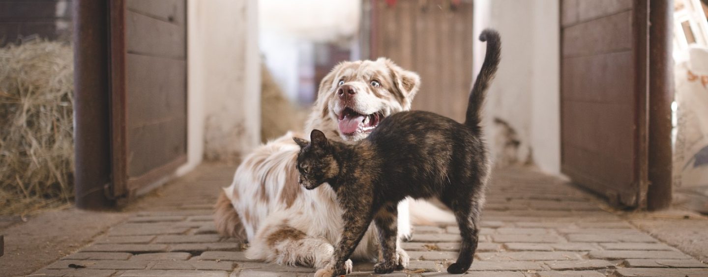 Tierversicherungen: Wann sind sie wirklich sinnvoll?