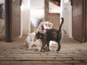Tierversicherungen: Wann sind sie wirklich sinnvoll?