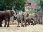 Elefantenbulle Abu hat Zoo Halle verlassen