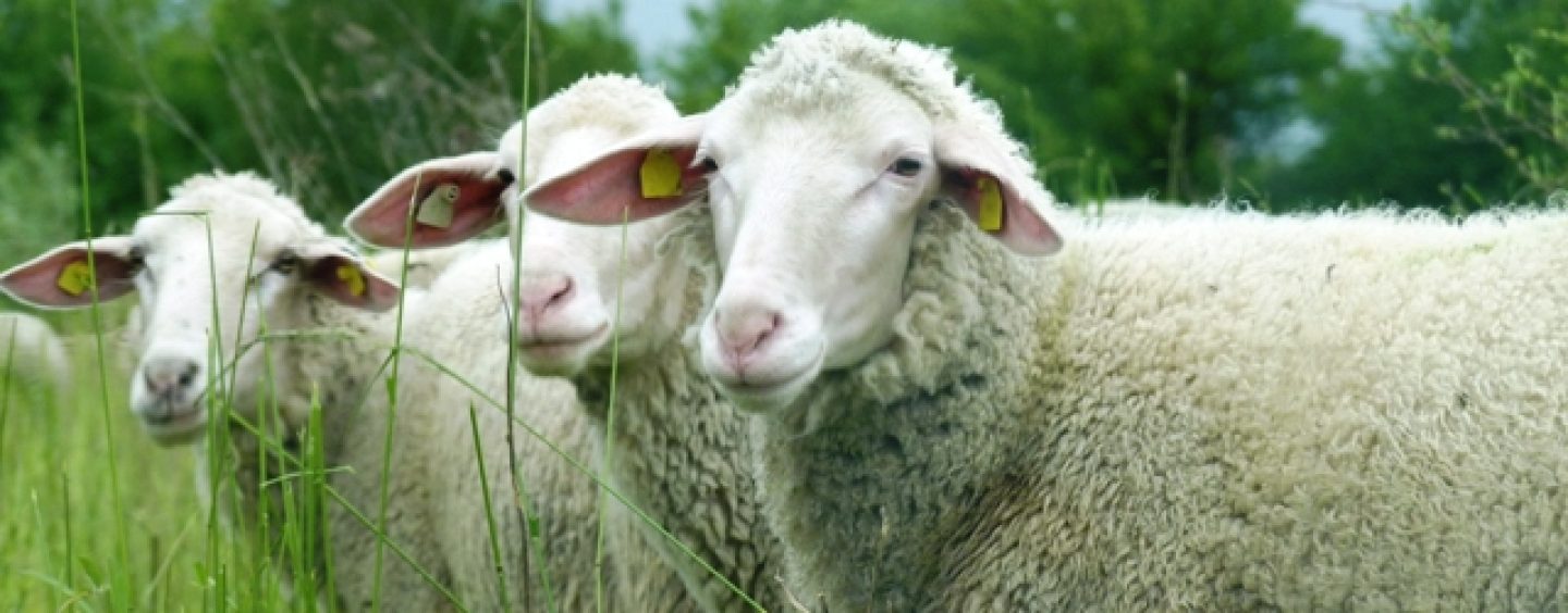 Schafe übernehmen Landschaftspflege in den Brandbergen