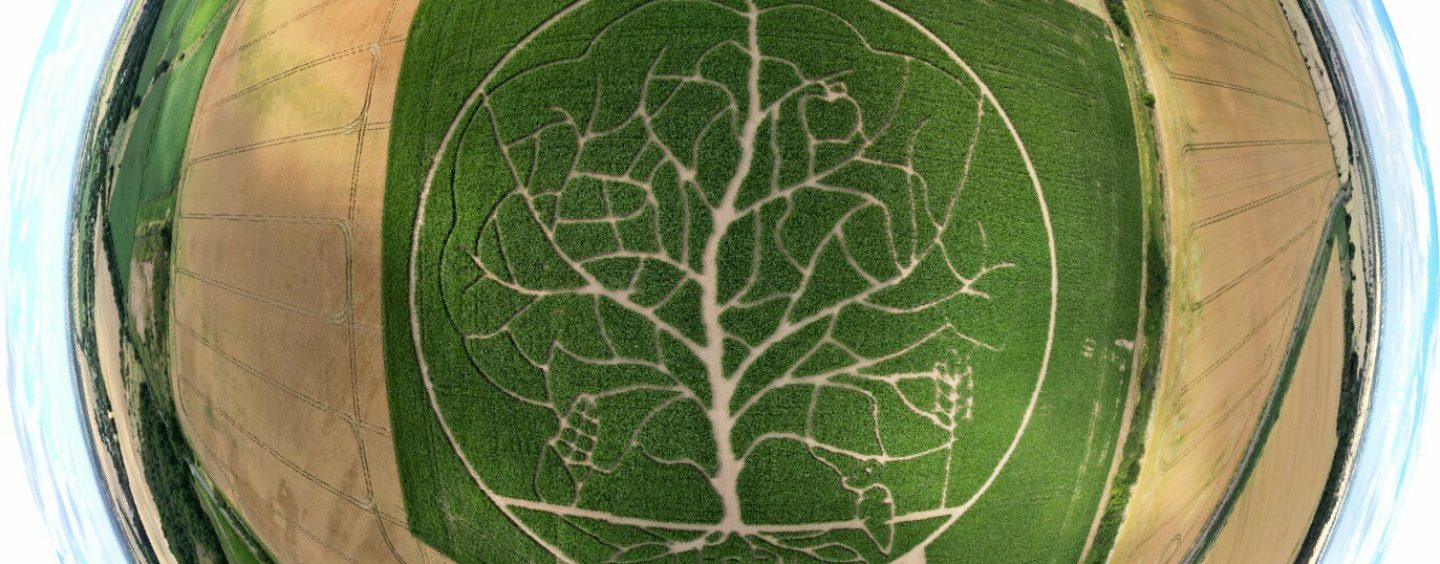 Maislabyrinth mit Baum des Lebens öffnet am 14. Juli