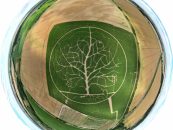 Maislabyrinth mit Baum des Lebens öffnet am 14. Juli