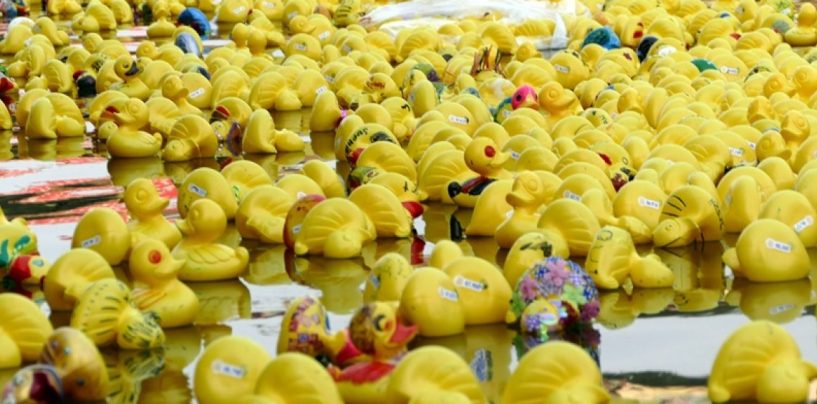 Verkauf der Enten für Rotary-Entenrennen 2023