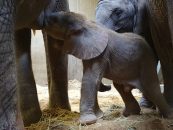 Elefantenkuh Tana bringt kleinen Bullen zur Welt