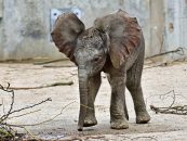 Elefanten-Wonneproppen wiegt 100 kg
