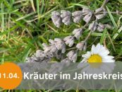Online-Sprechstunde „Naturkräuter und ihre Wirkung“ – Kräuter im Jahreskreis“