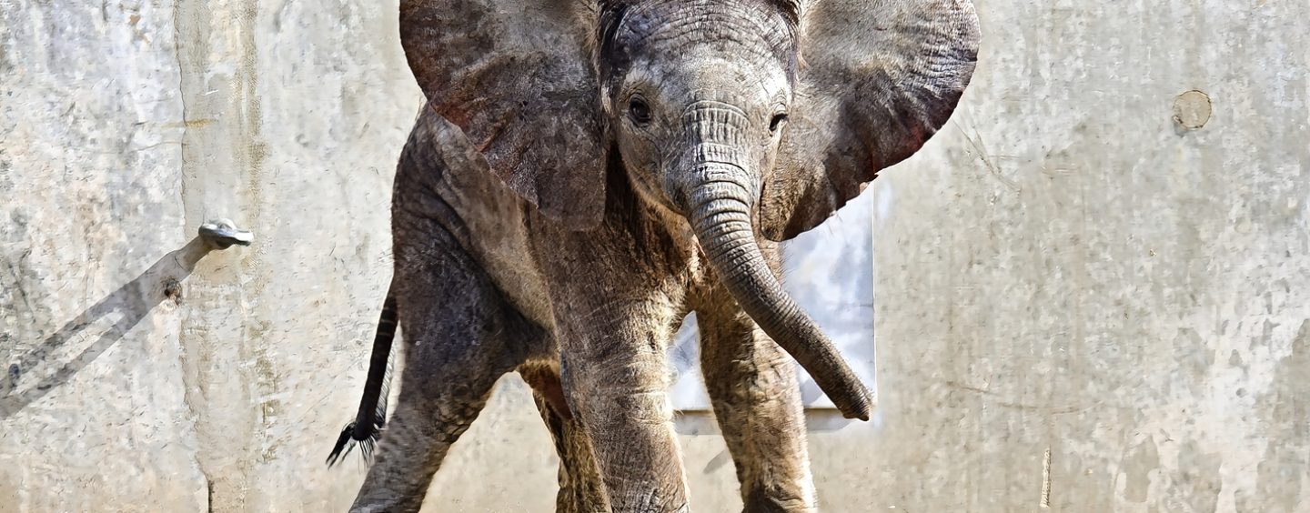 Zoo-Team Halle stellt Saison-Programm vor und führt Namensgebung für den kleinen Elefantenbullen durch