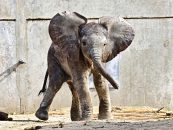 Zoo-Team Halle stellt Saison-Programm vor und führt Namensgebung für den kleinen Elefantenbullen durch