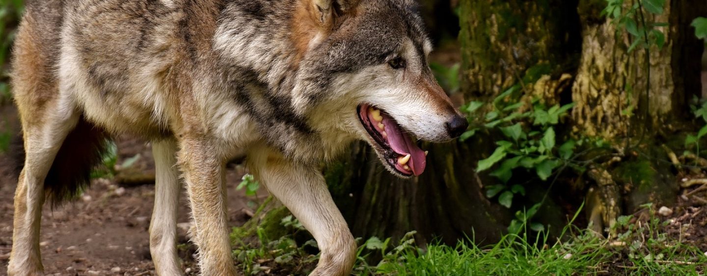 Wolfssichtung im Norden und Osten von Halle