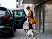Wie Hunde im Auto richtig gesichert werden